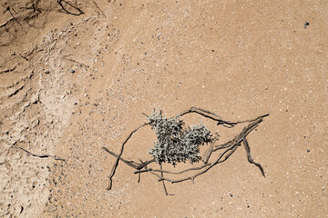 Close-up Beach Ground