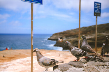 Birds at Lanai Lookout, East Honolulu coastline, Oahu, Hawaii