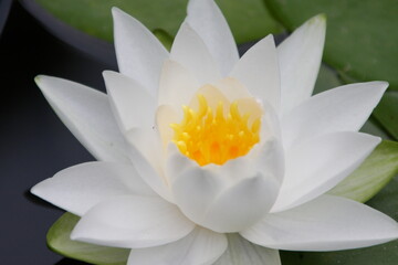 白色の睡蓮の花