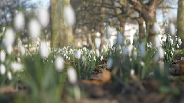 Rows of early snowdrops in a city park.