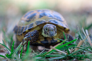 Russian Tortoise in the grass 