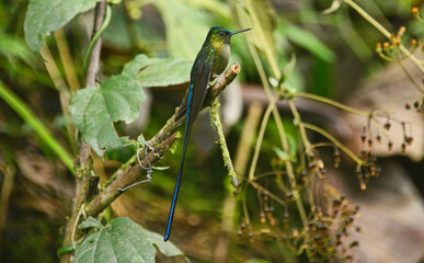 Violet-tailed sylph hummingbird (Aglaiocercus coelestis), Bellavista Cloud Forest Reserve, Mindo, Ecuador