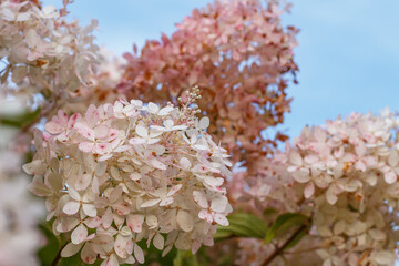 A close up of a bunch of small white and pick flowers on the clear blue sky background. High quality photo, spring blossoms like sakura, a mass of flowers on a bush, idea of purity, beauty in nature