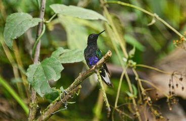Velvet-purple coronet hummingbird (Boissonneaua jardini), San Tadeo, Mindo, Ecuador