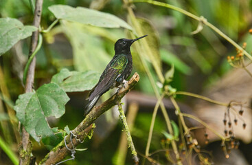 Fawn-breasted brilliant hummingbird (Heliodoxa rubinoides), San Tadeo, Mindo, Ecuador
