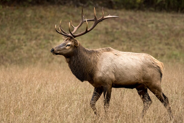 Naklejka na ściany i meble Strutting Bull Elk In Dry Field