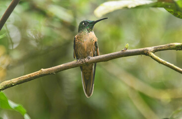 Fawn-breasted brilliant hummingbird (Heliodoxa rubinoides), Bellavista Cloud Forest Reserve, Mindo, Ecuador