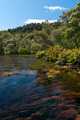 Fototapeta na wymiar Te Waikoropupu Springs and clear blue pools in New Zealand also known as Pupu springs