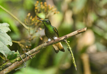 Fawn-breasted brilliant hummingbird (Heliodoxa rubinoides), San Tadeo, Mindo, Ecuador