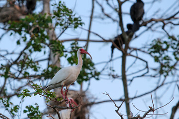 White Ibis in a tree
