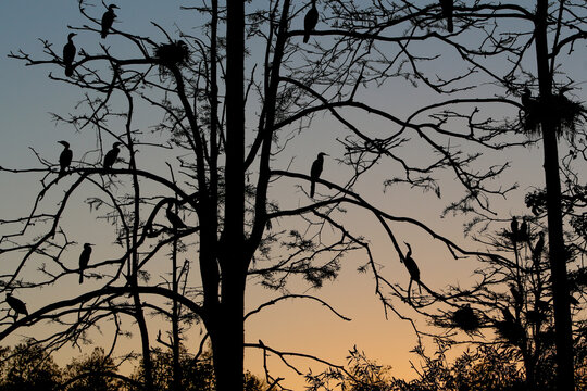 Birds nesting on a tree against the Sunset © LifeGemz
