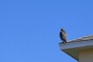 A beautiful American kestrel bird and blue sky