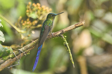 Violet-tailed sylph hummingbird (Aglaiocercus coelestis), Bellavista Cloud Forest Reserve, Mindo, Ecuador 