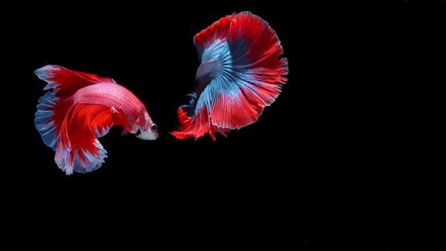 Siamese fighting fish (Betta splendens)