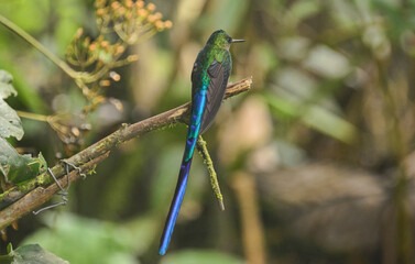 Violet-tailed sylph hummingbird (Aglaiocercus coelestis), Bellavista Cloud Forest Reserve, Mindo, Ecuador 