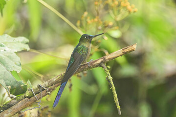 Violet-tailed sylph hummingbird (Aglaiocercus coelestis), Bellavista Cloud Forest Reserve, Mindo, Ecuador 