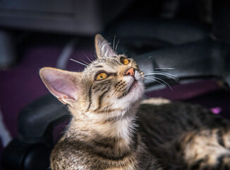 A portrait of a Tabby kitten (Felis catus) in the sun..