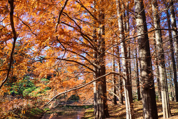 メタセコイヤ 紅葉 美しい 林 美しい