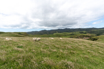 Sheep in a coastal field in New Zealand near Wharariki beach