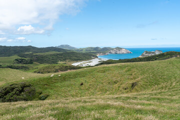 Fototapeta na wymiar Scenic landscape of the rolling hills near Wharariki beach in New Zealand