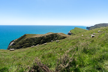 Sheep in a coastal field in New Zealand near Wharariki beach