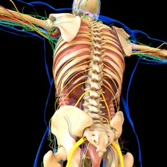 Human Anatomy For Medical Concept 3D Illustration