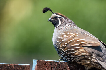 Close up of a Californian Quail bird in New Zealand