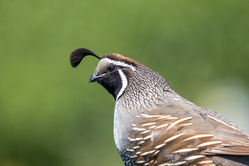 Close up of a Californian Quail bird in New Zealand