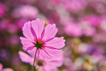 Cosmos flowers colour beautiful in garden