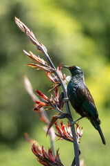 A Tui bird in New Zealand on a flax branch