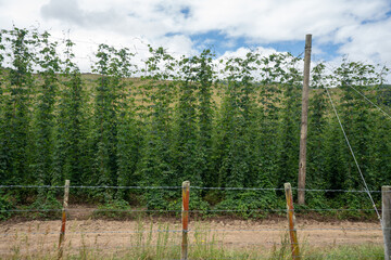 Beer hop vineyards growing in Riwaka New Zealand