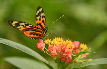 Fototapeta na wymiar Monarch butterfly (Danaus plexippus) drinking nectar, Mindo, Ecuador