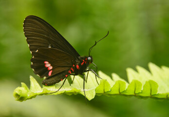 Cattleheart butterfly (Parides arcas) drinking nectar, Mindo, Ecuador
