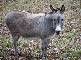 Naklejka na ściany i meble donkey in the meadow