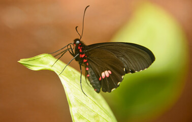 Cattleheart butterfly (Parides arcas) drinking nectar, Mindo, Ecuador 