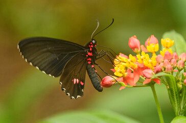 Cattleheart butterfly (Parides arcas) drinking nectar, Mindo, Ecuador 