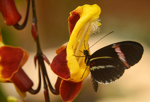 Cattleheart butterfly (Parides arcas) drinking nectar, Mindo, Ecuador