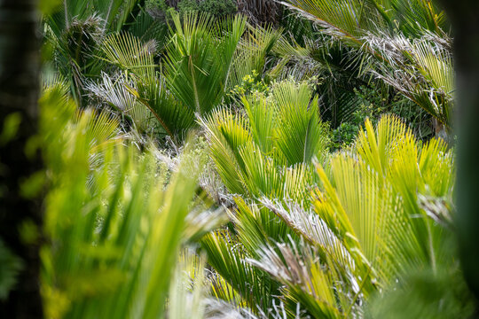 Nikau palm trees in a forest in New Zealand