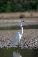 A White Heron egret bird in New Zealand