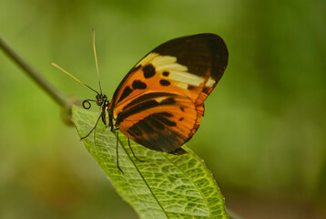 Monarch butterfly (Danaus plexippus) drinking nectar, Mindo, Ecuador