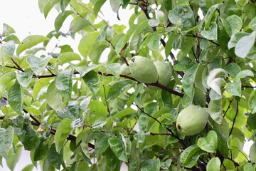 木に実っているカリン