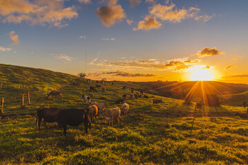 Hermoso atardecer calido en el campo con las vacas comiendo pasto 