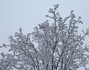 branches of a tree in winter