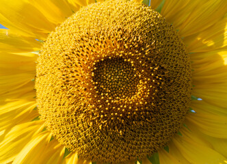 Sunflower garden, Sunflower garden Sunlight.