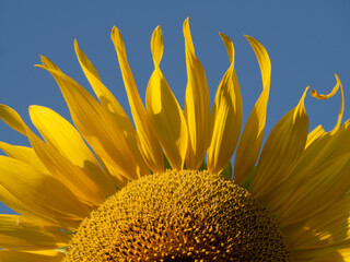 Sunflower garden Sunlight.