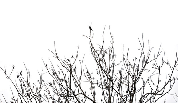 Realistic tree branch with leaves and a bird isolated on white background