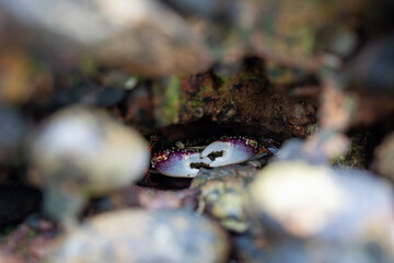 A Crab in a rockpool with large pincers in New Zealand