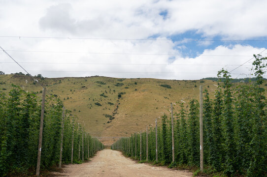 Beer Hop Vines Growing In Riwaka In New Zealand