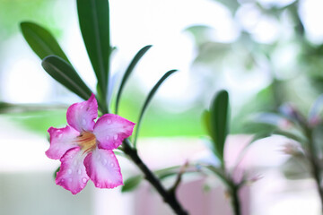 flower in the garden