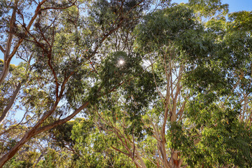 The Sun through the Gum Trees